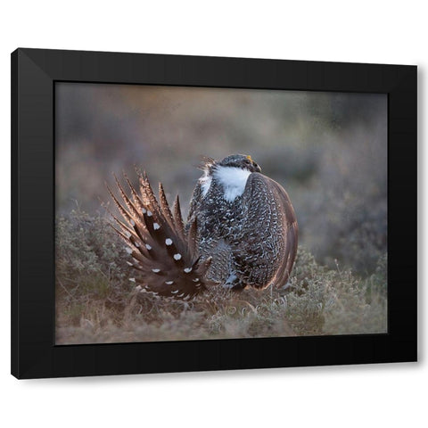 Greater Sage Grouse Black Modern Wood Framed Art Print with Double Matting by McFerrin, Larry