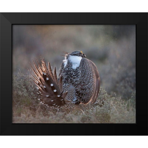 Greater Sage Grouse Black Modern Wood Framed Art Print by McFerrin, Larry