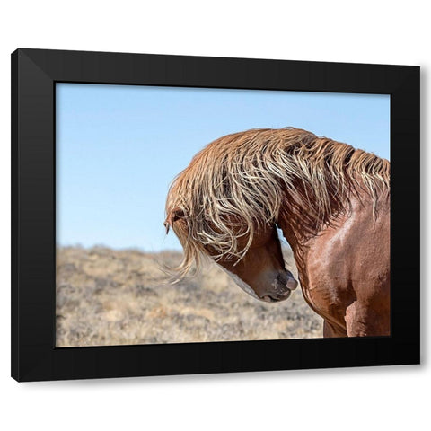 Marshall - Wild Stallion Black Modern Wood Framed Art Print with Double Matting by McFerrin, Larry
