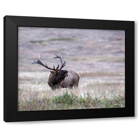 Bull Elk in Montana Black Modern Wood Framed Art Print with Double Matting by McFerrin, Larry