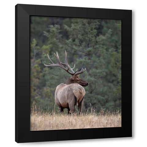 Bull Elk in Montana II Black Modern Wood Framed Art Print by McFerrin, Larry