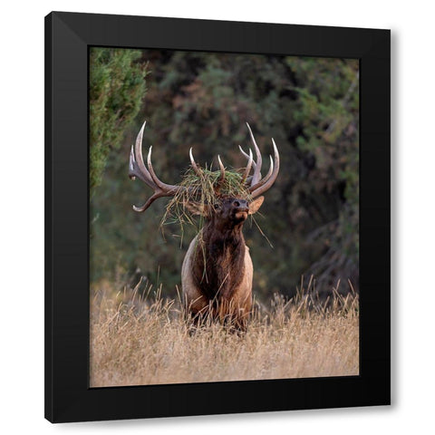 Bull Elk in Montana III Black Modern Wood Framed Art Print by McFerrin, Larry