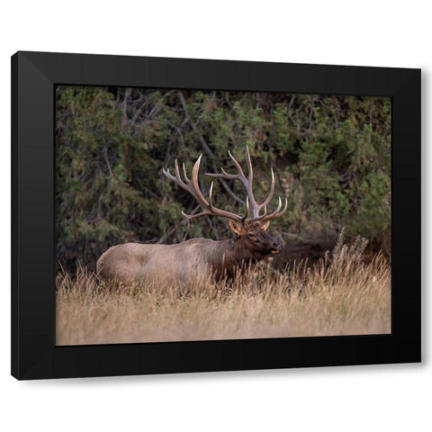 Bull Elk in Montana IV Black Modern Wood Framed Art Print by McFerrin, Larry