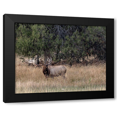 Bull Elk in Montana V Black Modern Wood Framed Art Print by McFerrin, Larry