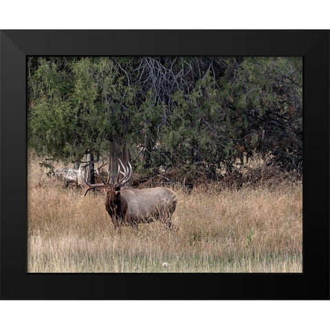Bull Elk in Montana V Black Modern Wood Framed Art Print by McFerrin, Larry