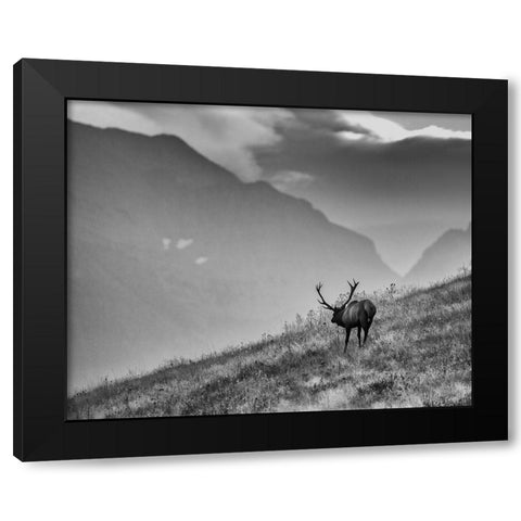 Big Country Bull Black Modern Wood Framed Art Print by McFerrin, Larry