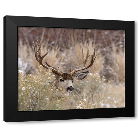 Mule Deer Buck Black Modern Wood Framed Art Print with Double Matting by McFerrin, Larry