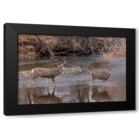 Mule Deer Buck and Doe Black Modern Wood Framed Art Print by McFerrin, Larry