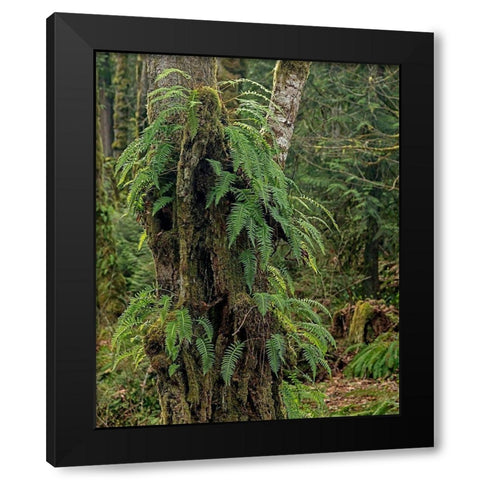 Ferns - Key Peninsula Black Modern Wood Framed Art Print with Double Matting by McFerrin, Larry