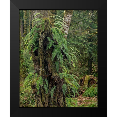 Ferns - Key Peninsula Black Modern Wood Framed Art Print by McFerrin, Larry