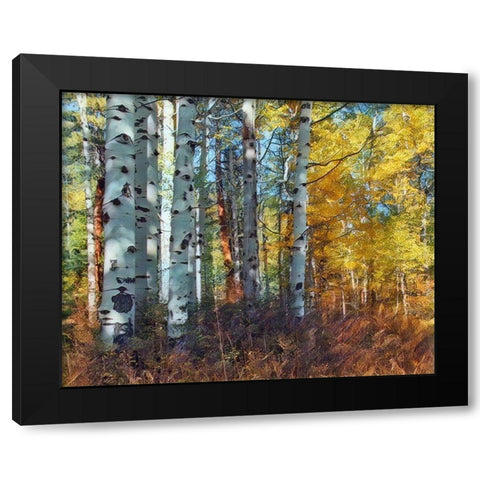 Autumn Aspens Black Modern Wood Framed Art Print by McFerrin, Larry