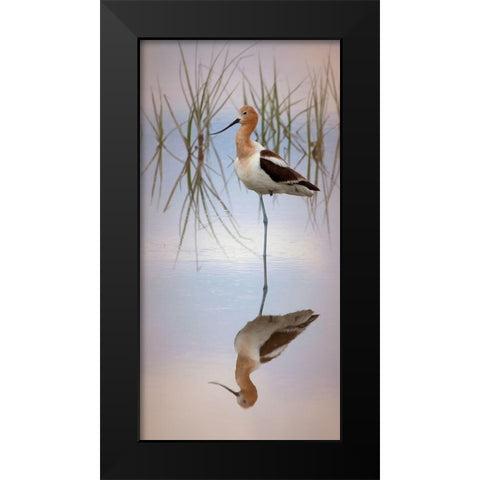 American Avocet Black Modern Wood Framed Art Print by McFerrin, Larry