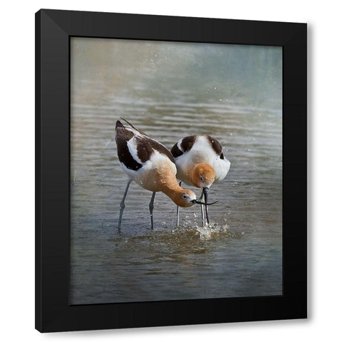 American Avocet II Black Modern Wood Framed Art Print with Double Matting by McFerrin, Larry