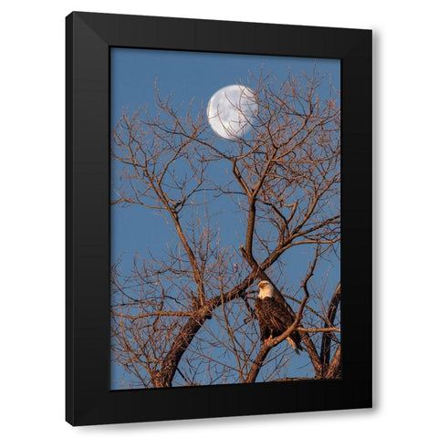 Eagle Moon Black Modern Wood Framed Art Print by McFerrin, Larry