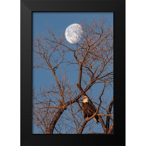Eagle Moon Black Modern Wood Framed Art Print by McFerrin, Larry