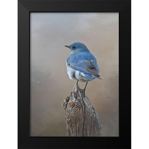 Mountain Bluebird Black Modern Wood Framed Art Print by McFerrin, Larry