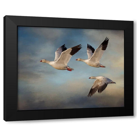Snow Geese Black Modern Wood Framed Art Print with Double Matting by McFerrin, Larry