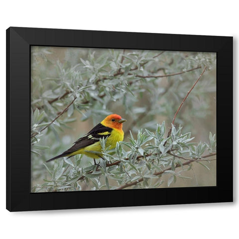 Western Taneger Black Modern Wood Framed Art Print by McFerrin, Larry