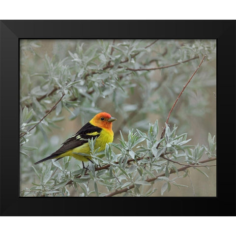 Western Taneger Black Modern Wood Framed Art Print by McFerrin, Larry