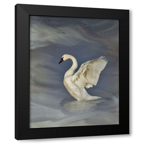 Tundra Swan Black Modern Wood Framed Art Print by McFerrin, Larry