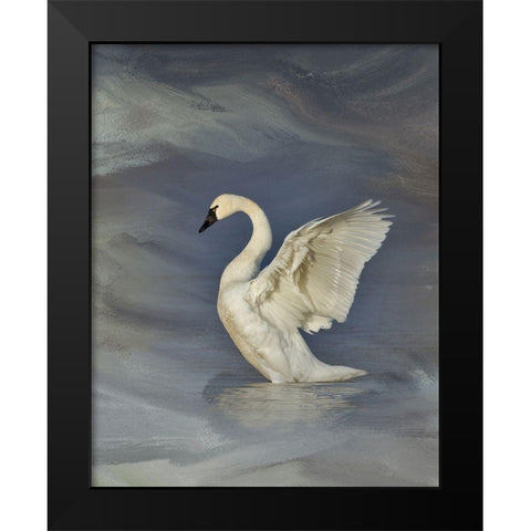 Tundra Swan Black Modern Wood Framed Art Print by McFerrin, Larry