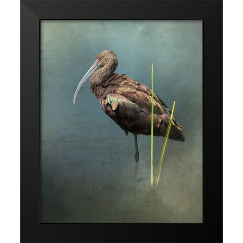 White Faced Ibis Black Modern Wood Framed Art Print by McFerrin, Larry