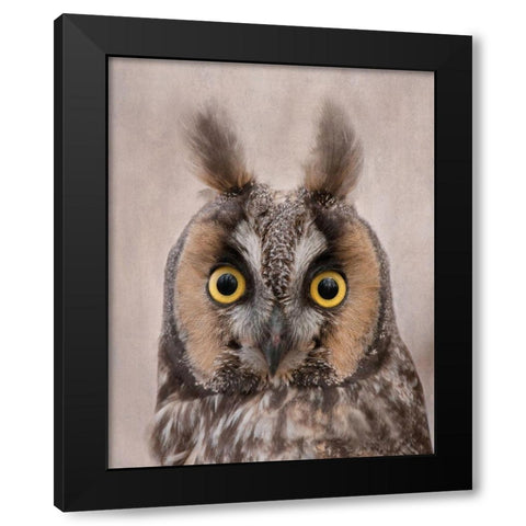 Long-Eared Owl Black Modern Wood Framed Art Print by McFerrin, Larry