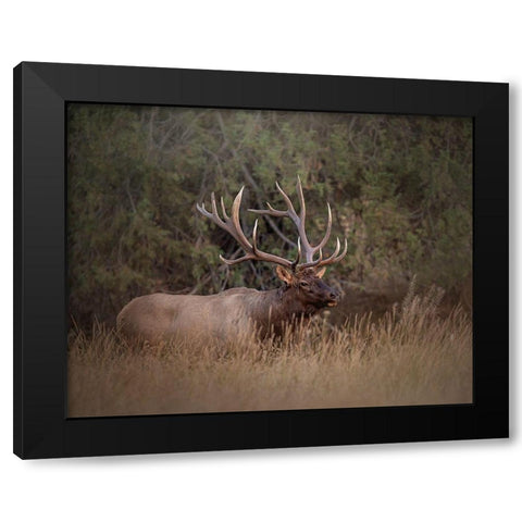Bull Elk Black Modern Wood Framed Art Print by McFerrin, Larry