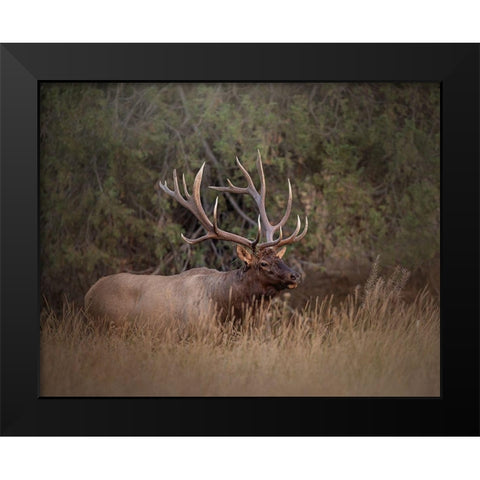 Bull Elk Black Modern Wood Framed Art Print by McFerrin, Larry