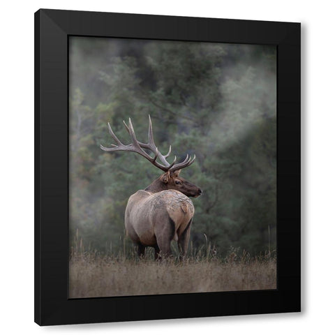 Bull Elk II Black Modern Wood Framed Art Print with Double Matting by McFerrin, Larry
