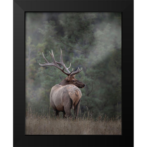 Bull Elk II Black Modern Wood Framed Art Print by McFerrin, Larry