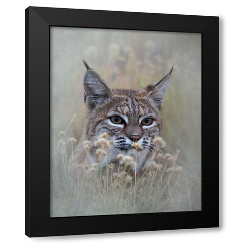 Bobcat Black Modern Wood Framed Art Print by McFerrin, Larry