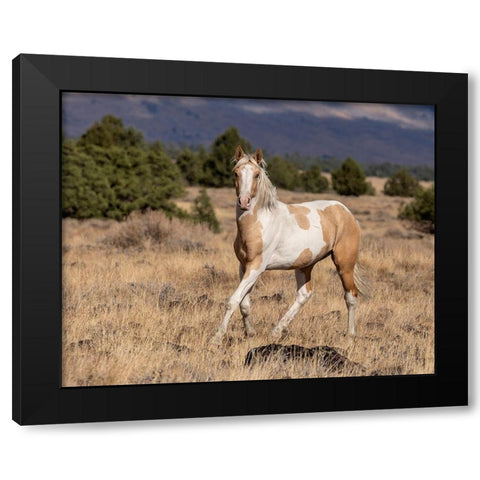 Curious Colt Black Modern Wood Framed Art Print with Double Matting by McFerrin, Larry