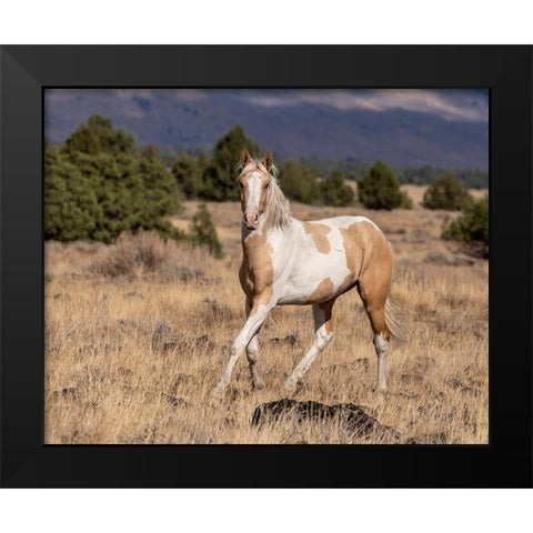 Curious Colt Black Modern Wood Framed Art Print by McFerrin, Larry