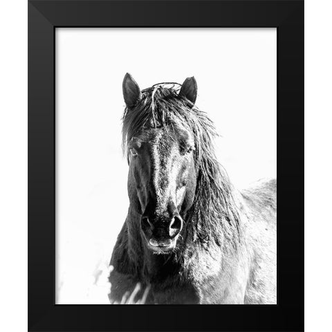 Black Stallion Black Modern Wood Framed Art Print by McFerrin, Larry