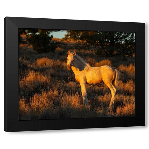 Pueblos Colt Black Modern Wood Framed Art Print by McFerrin, Larry