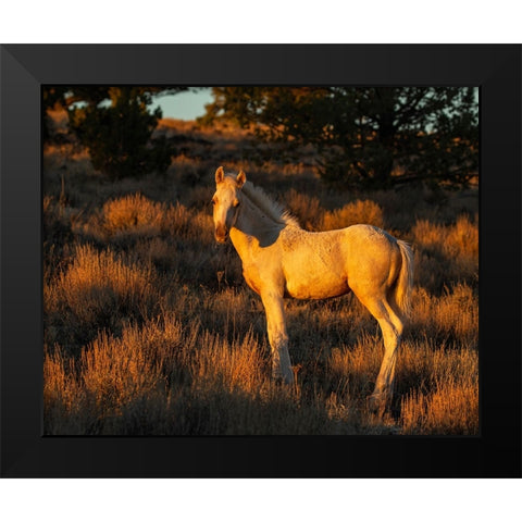 Pueblos Colt Black Modern Wood Framed Art Print by McFerrin, Larry