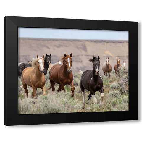 Macawls 2017 Black Modern Wood Framed Art Print with Double Matting by McFerrin, Larry