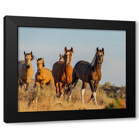 South Steens Mustangs Black Modern Wood Framed Art Print by McFerrin, Larry