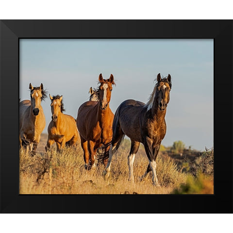 South Steens Mustangs Black Modern Wood Framed Art Print by McFerrin, Larry