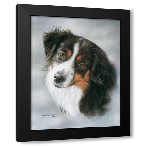 Australian Shepherd Black Modern Wood Framed Art Print with Double Matting by Harrison, Lesley