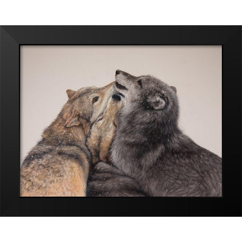 Three Wolves Black Modern Wood Framed Art Print by Harrison, Lesley