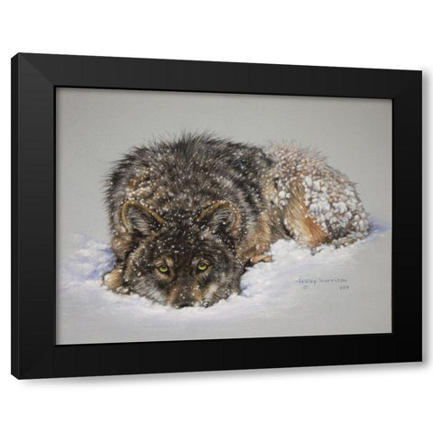 Lone Wolf Black Modern Wood Framed Art Print by Harrison, Lesley