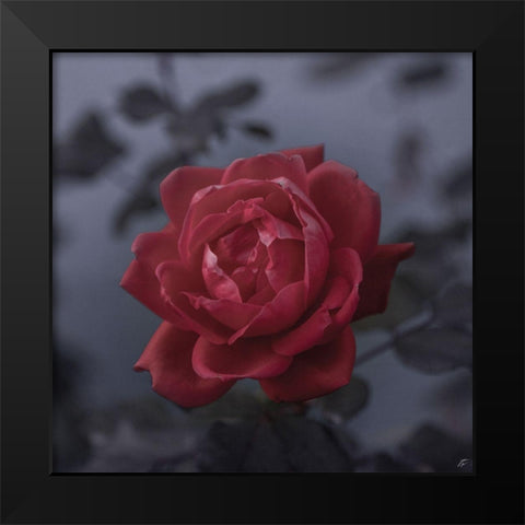 Red Rose Black Modern Wood Framed Art Print by Lee, Judson
