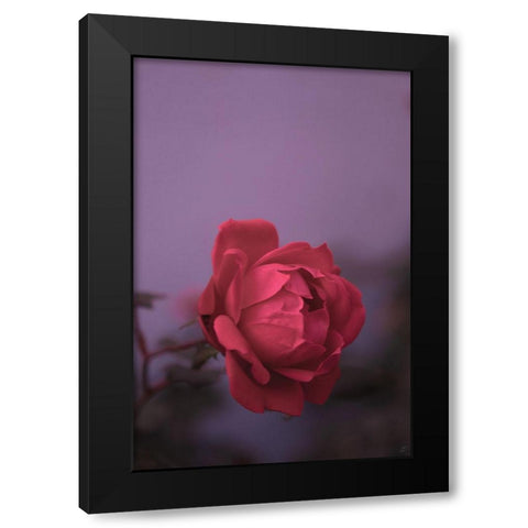 Pinky Rose Black Modern Wood Framed Art Print by Lee, Judson