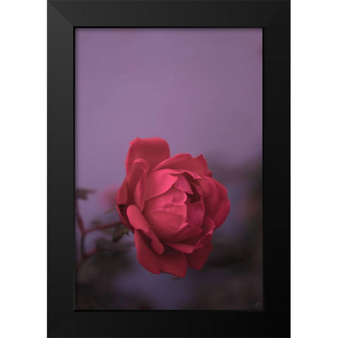 Pinky Rose Black Modern Wood Framed Art Print by Lee, Judson