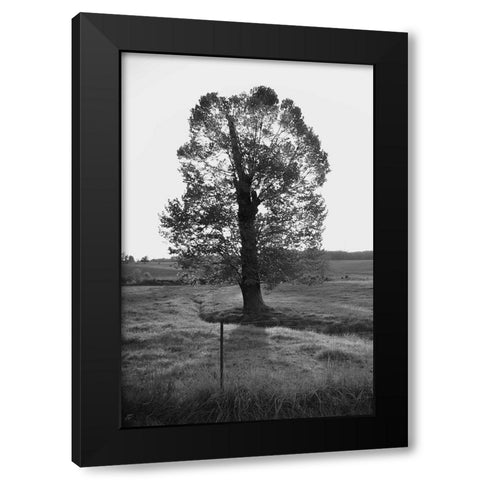 Giant Tree Black Modern Wood Framed Art Print with Double Matting by Lee, Judson