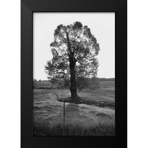 Giant Tree Black Modern Wood Framed Art Print by Lee, Judson