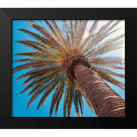 Sunny Palms Black Modern Wood Framed Art Print by Singleton, Ashley