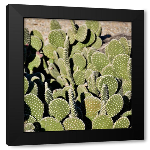 Cactus Black Modern Wood Framed Art Print by Singleton, Ashley